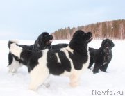 Превью фото № 171817