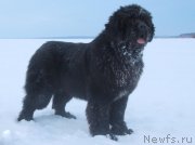 Превью фото № 171835