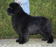 Превью фото № 171859