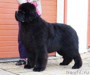 Превью фото № 171861