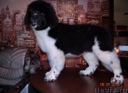 Превью фото № 171872