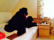 Превью фото № 171873