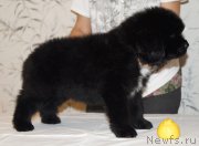 Превью фото № 171997