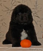 Превью фото № 172000