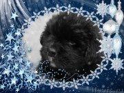 Превью фото № 172007