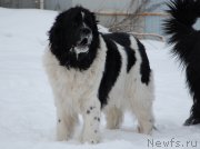 Превью фото № 172021