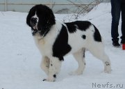 Превью фото № 172026