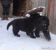 Превью фото № 172104