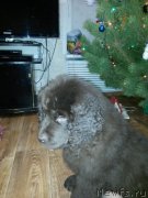 Превью фото № 172154