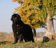 Превью фото № 172239