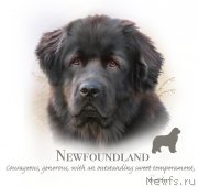 Превью фото № 172245