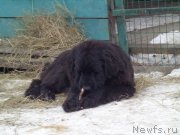 Превью фото № 172248