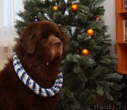 Превью фото № 172278