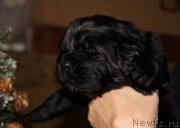 Превью фото № 172369