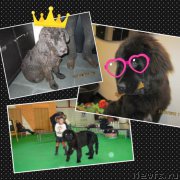 Превью фото № 172408