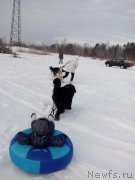 Превью фото № 172410