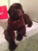 Превью фото № 172418