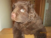 Превью фото № 172428