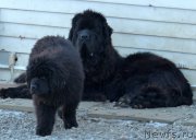 Превью фото № 172543