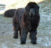 Превью фото № 172544