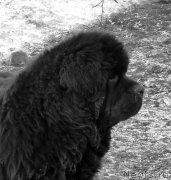 Превью фото № 172545