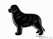 Превью фото № 172559