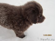 Превью фото № 172575