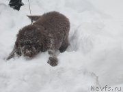 Превью фото № 172578