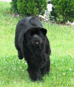 Превью фото № 172581