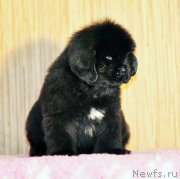 Превью фото № 172601