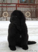 Превью фото № 172604