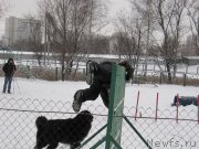 Превью фото № 172614