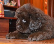 Превью фото № 172728