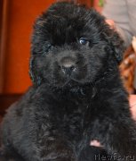 Превью фото № 172736