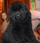 Превью фото № 172738