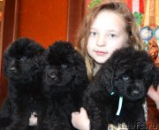 Превью фото № 172746