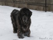 Превью фото № 172752