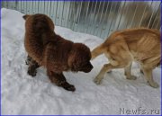 Превью фото № 172764