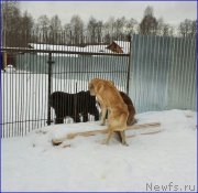 Превью фото № 172771