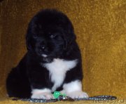 Превью фото № 172804