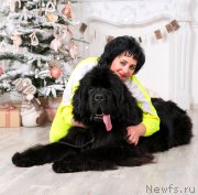 Превью фото № 172811