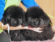 Превью фото № 172815