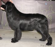 Превью фото № 172829