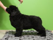 Превью фото № 172843