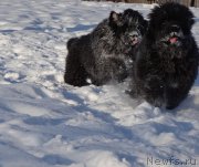 Превью фото № 172872