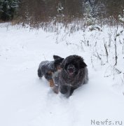 Превью фото № 172880