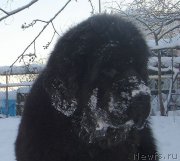 Превью фото № 172897