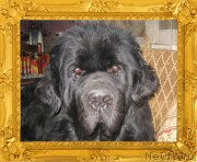 Превью фото № 172900