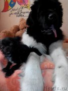 Превью фото № 172928