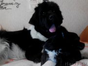 Превью фото № 172930